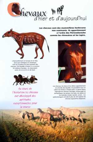 expo chevaux
